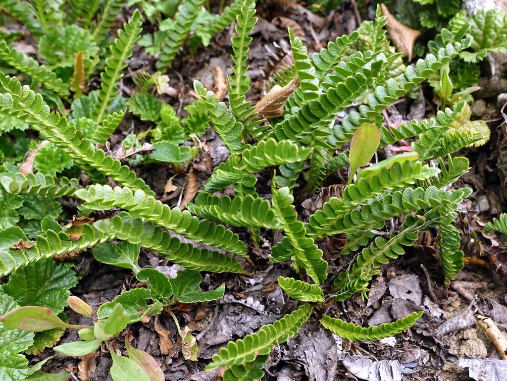 Austroblechnum microphyllum photograph 6