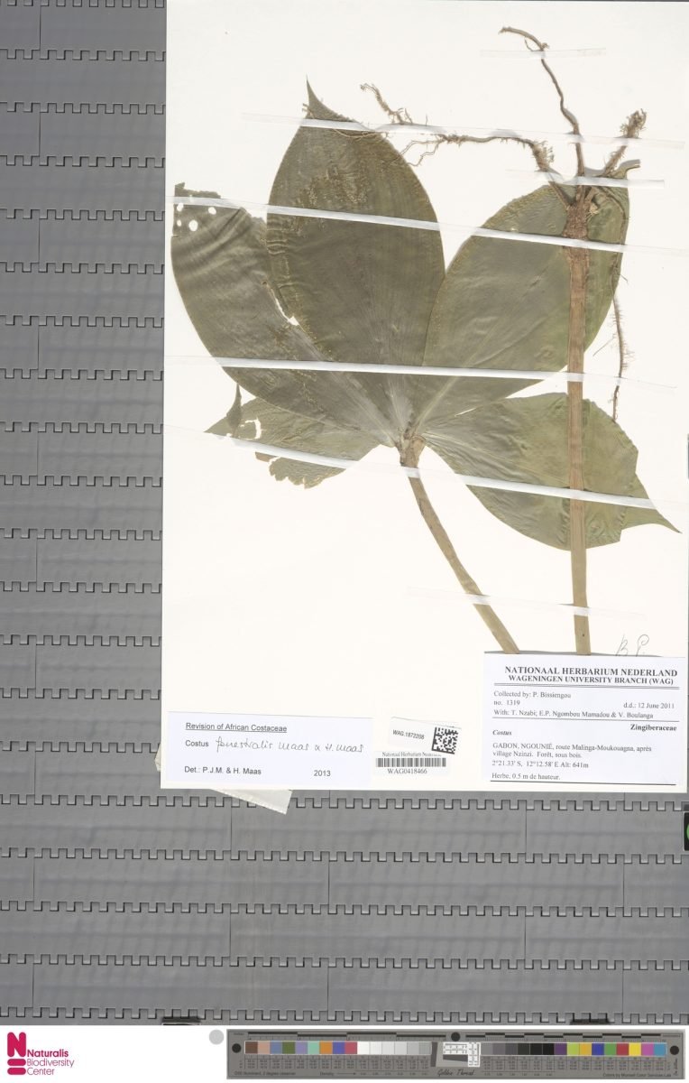 Costus fenestralis photograph 2