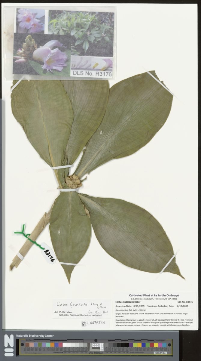 Costus fenestralis