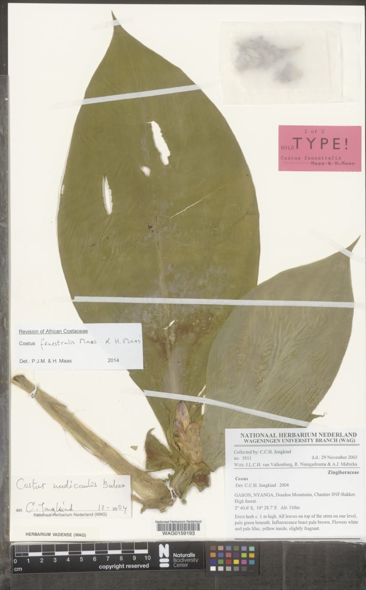 Costus fenestralis photograph 5