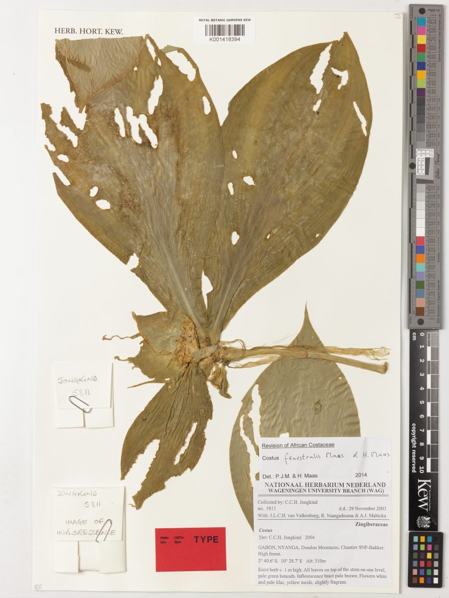 Costus fenestralis photograph 6