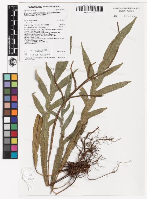 Austroblechnum patersonii subsp. queenslandicum photograph 4