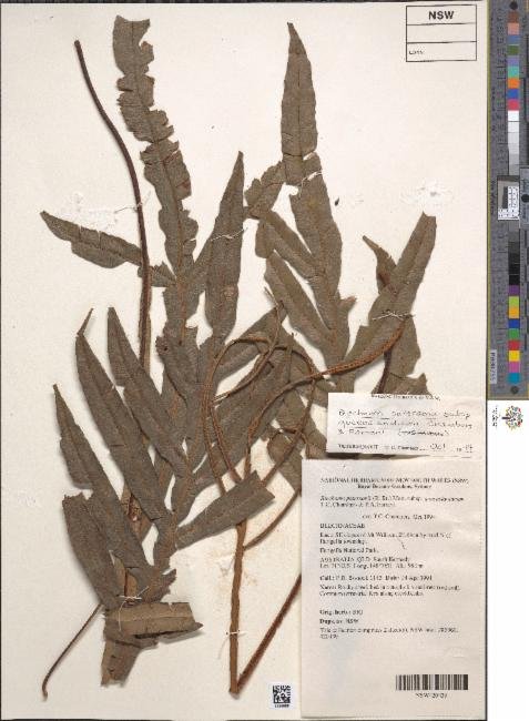 Austroblechnum patersonii subsp. queenslandicum photograph 6