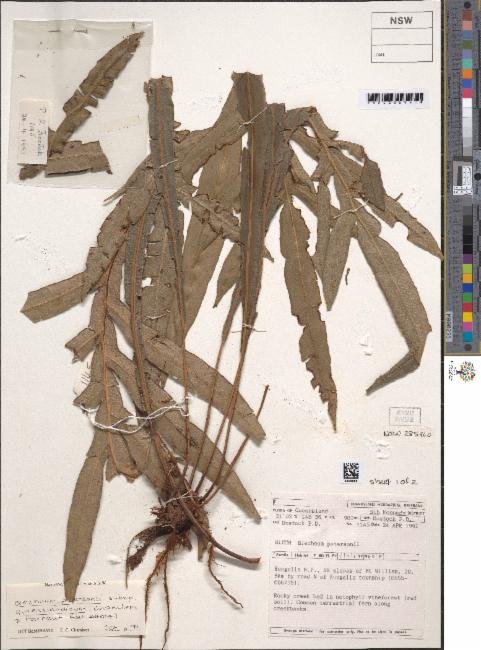 Austroblechnum patersonii subsp. queenslandicum photograph 5