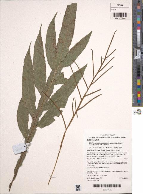 Austroblechnum patersonii subsp. queenslandicum photograph 2