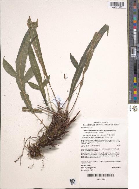 Austroblechnum patersonii subsp. queenslandicum