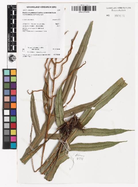 Austroblechnum patersonii subsp. queenslandicum photograph 3