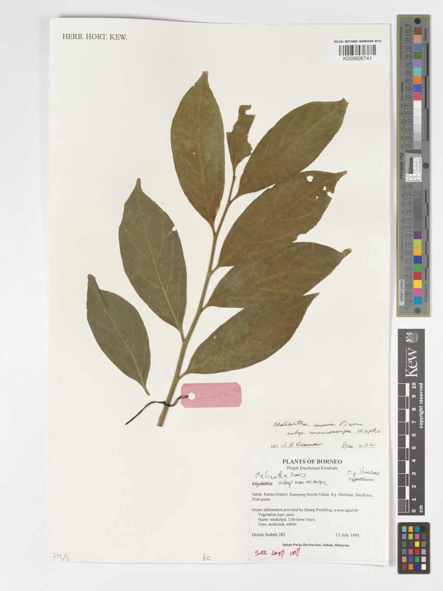 Melientha suavis subsp. macrocarpa photograph 3