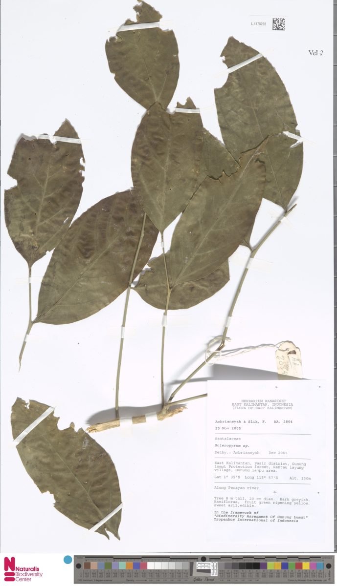 Melientha suavis subsp. macrocarpa