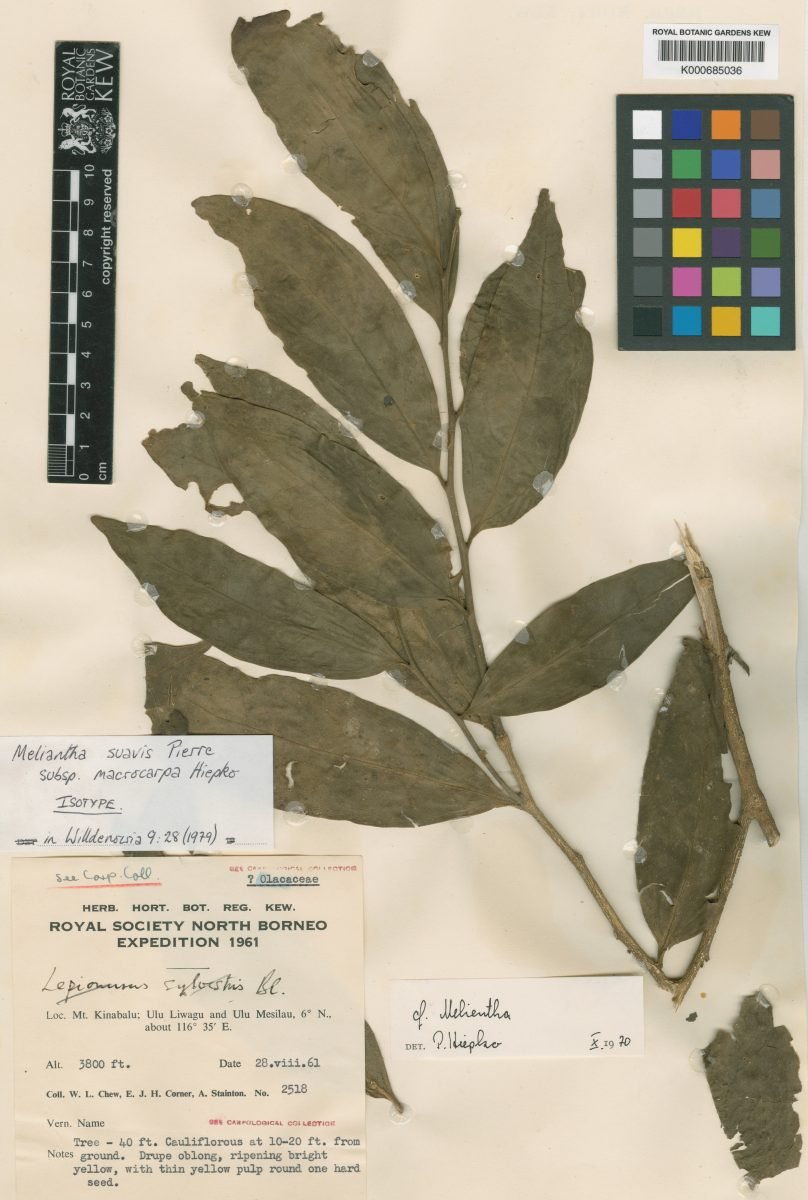Melientha suavis subsp. macrocarpa photograph 5