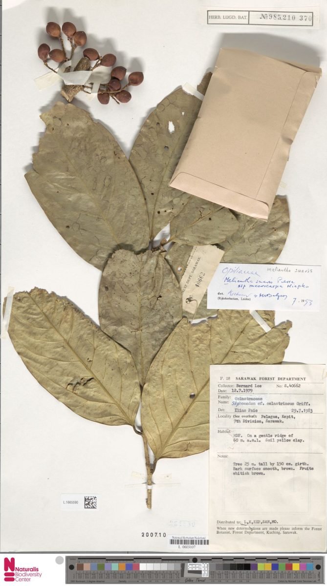 Melientha suavis subsp. macrocarpa photograph 4