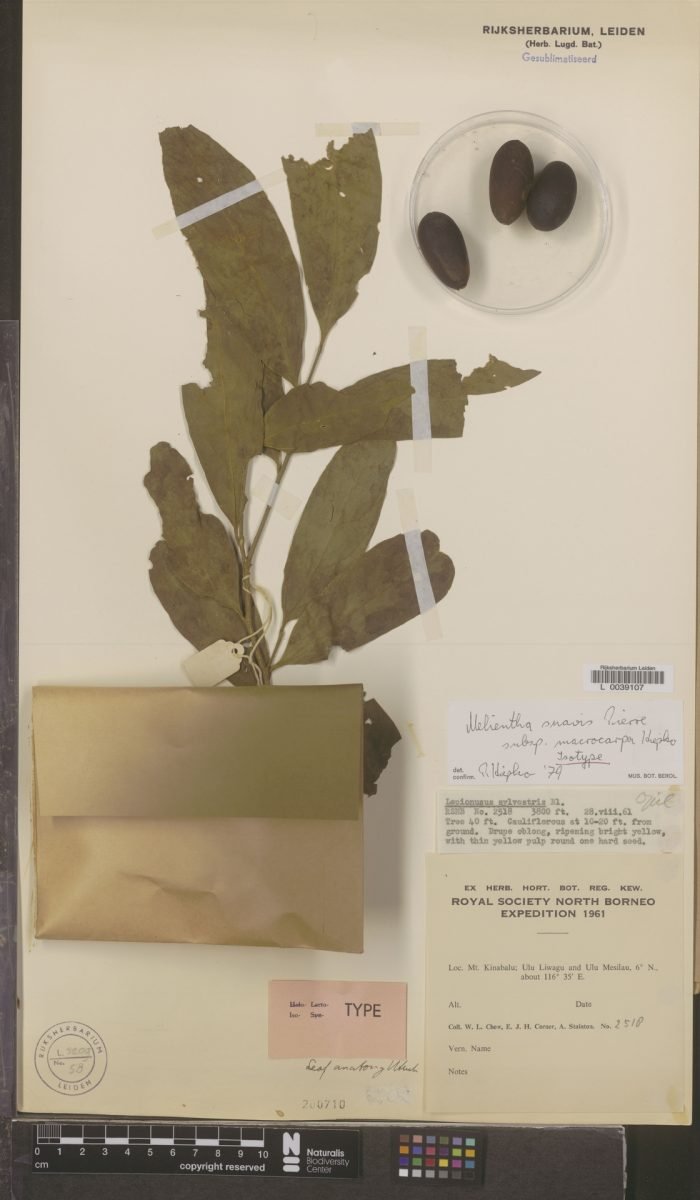 Melientha suavis subsp. macrocarpa photograph 6
