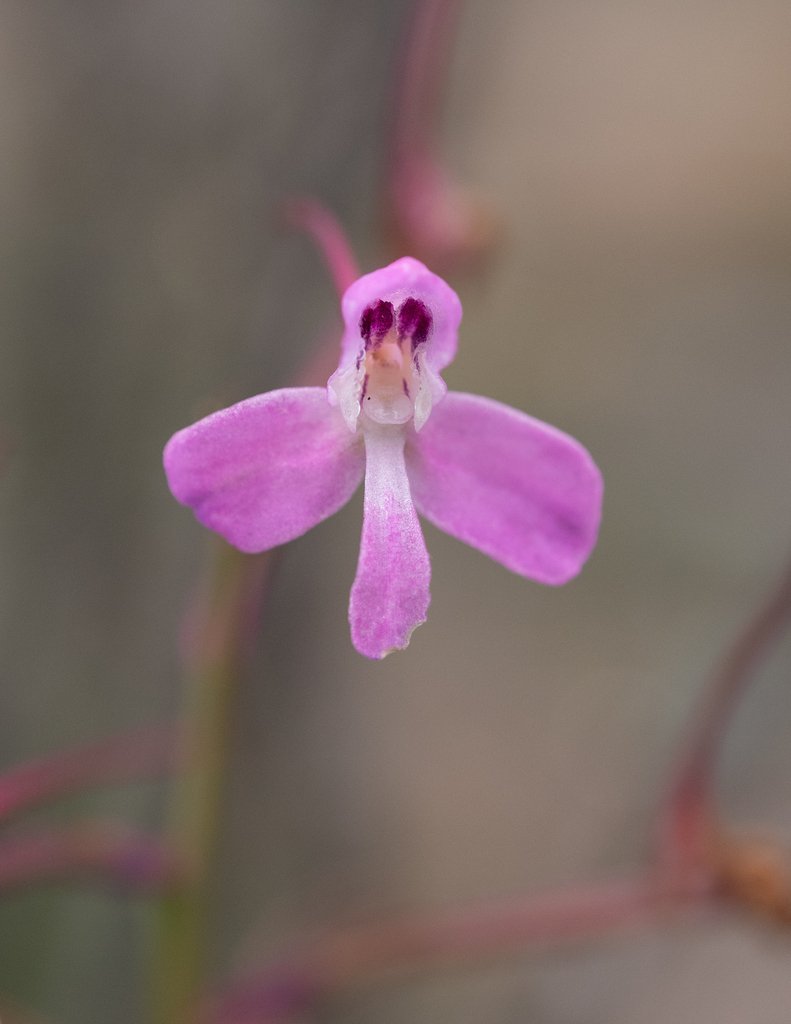 Disa oreophila subsp. erecta photograph 2