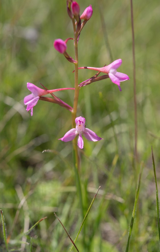 Disa oreophila subsp. erecta