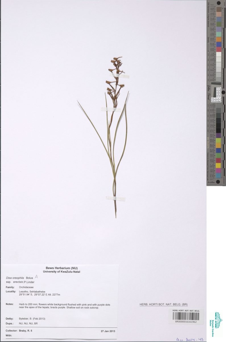 Disa oreophila subsp. erecta photograph 3