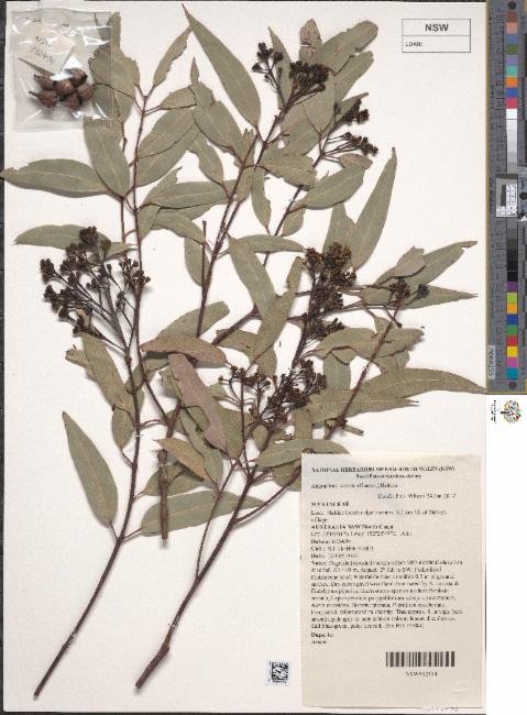Angophora costata subsp. costata photograph 2