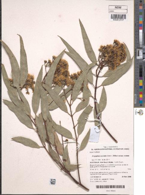 Angophora costata subsp. costata photograph 6