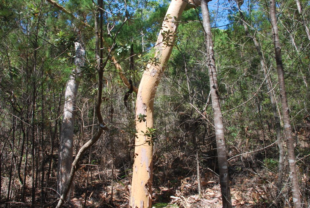 Angophora costata subsp. costata photograph 3