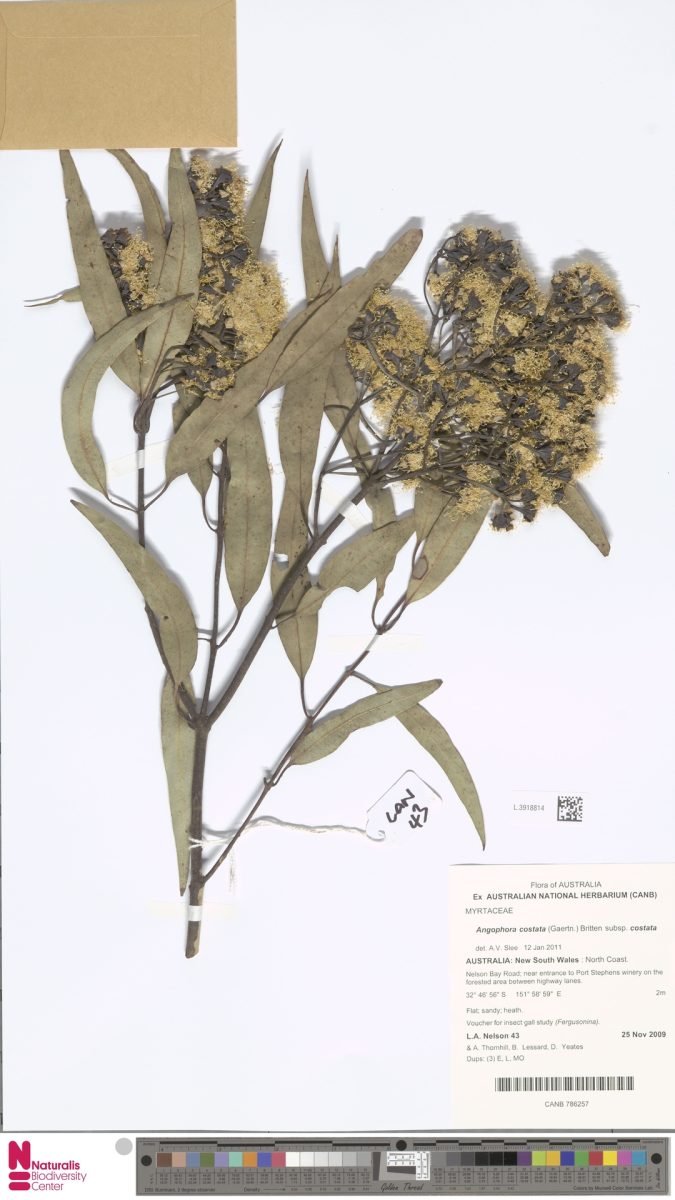 Angophora costata subsp. costata photograph 4