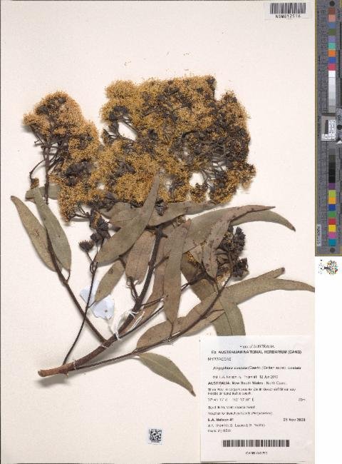 Angophora costata subsp. costata photograph 5