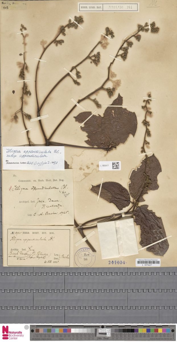 Illigera appendiculata subsp. appendiculata photograph 5