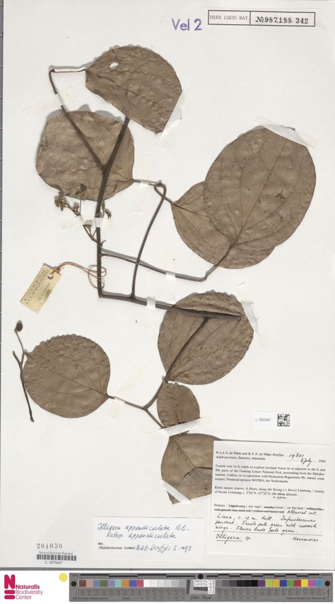 Illigera appendiculata subsp. appendiculata