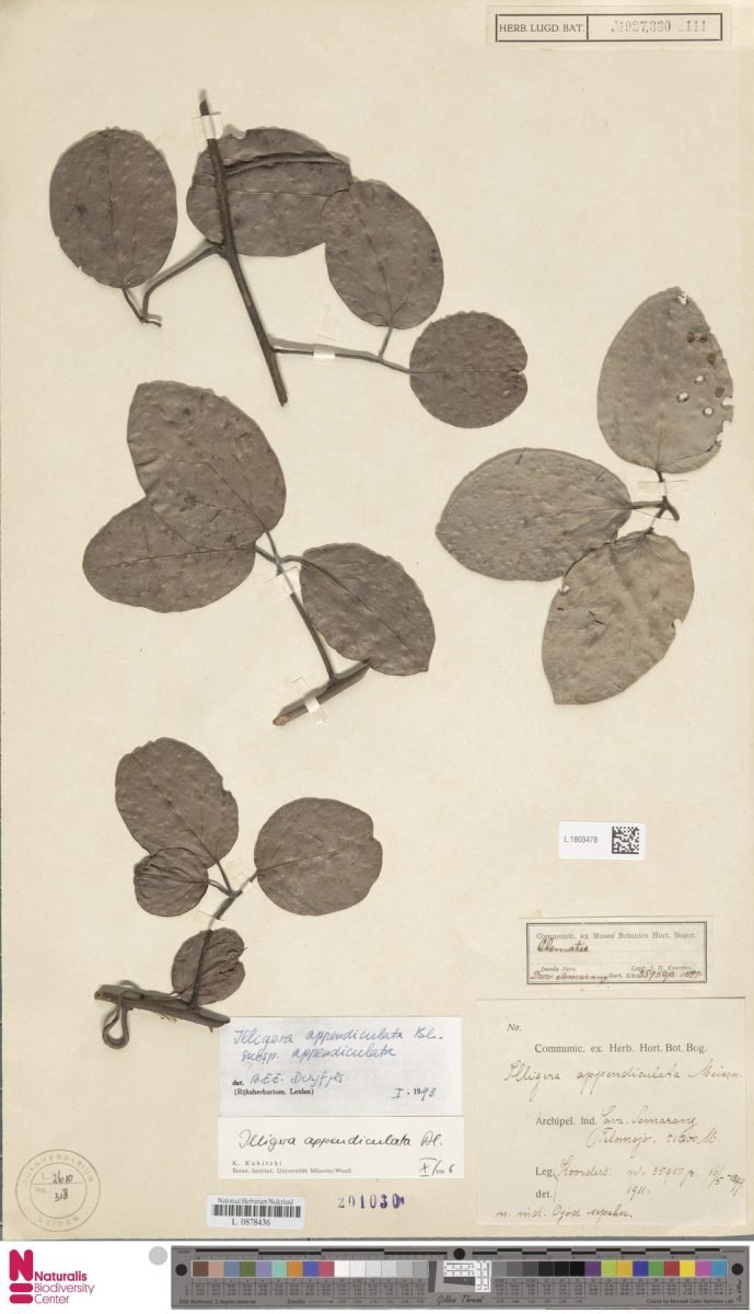 Illigera appendiculata subsp. appendiculata photograph 6