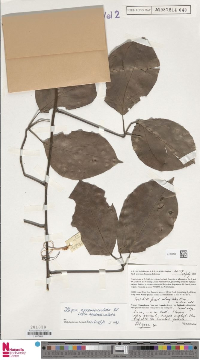 Illigera appendiculata subsp. appendiculata photograph 4