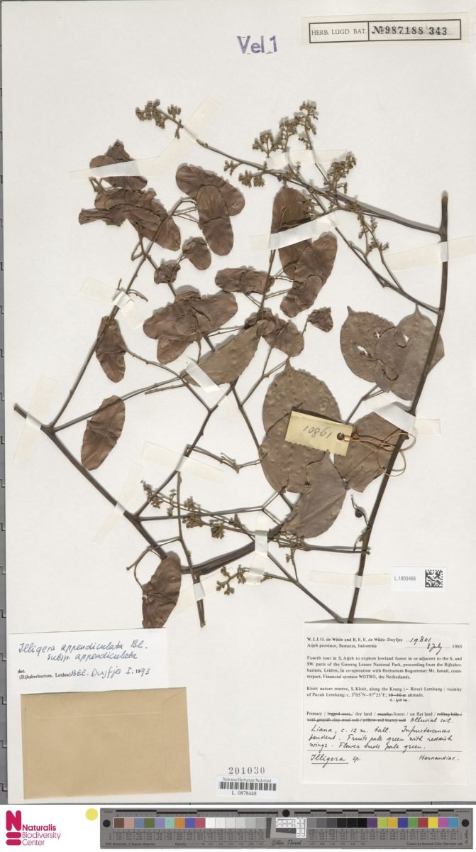 Illigera appendiculata subsp. appendiculata photograph 2