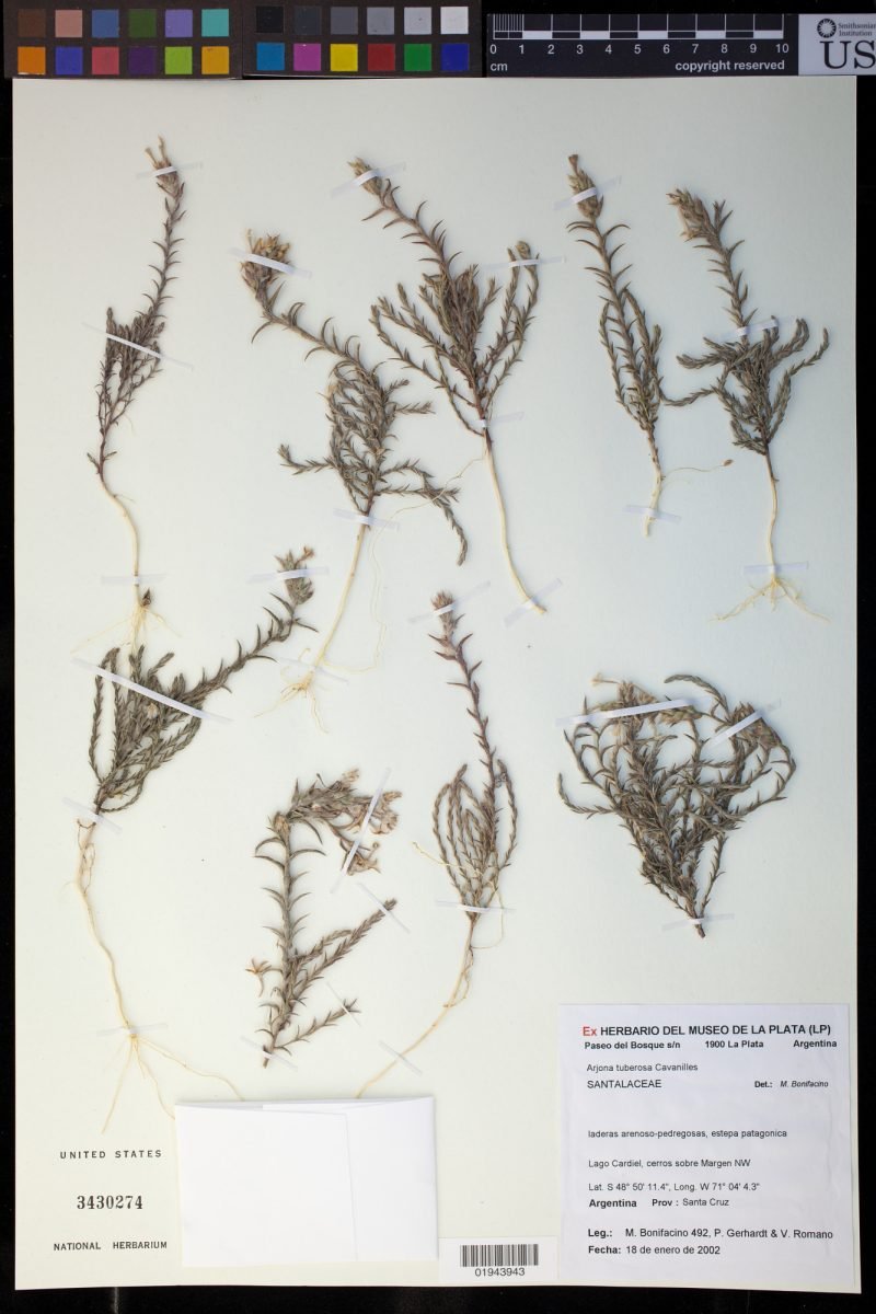Arjona tuberosa var. tandilensis photograph 3