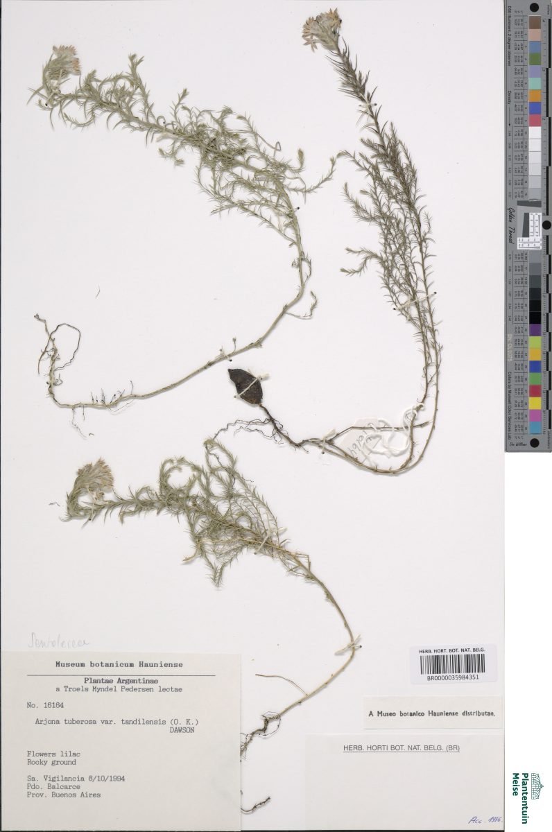 Arjona tuberosa var. tandilensis photograph 5