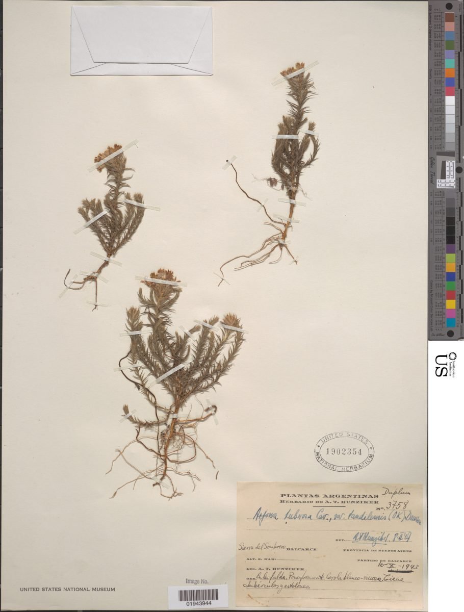Arjona tuberosa var. tandilensis photograph 6