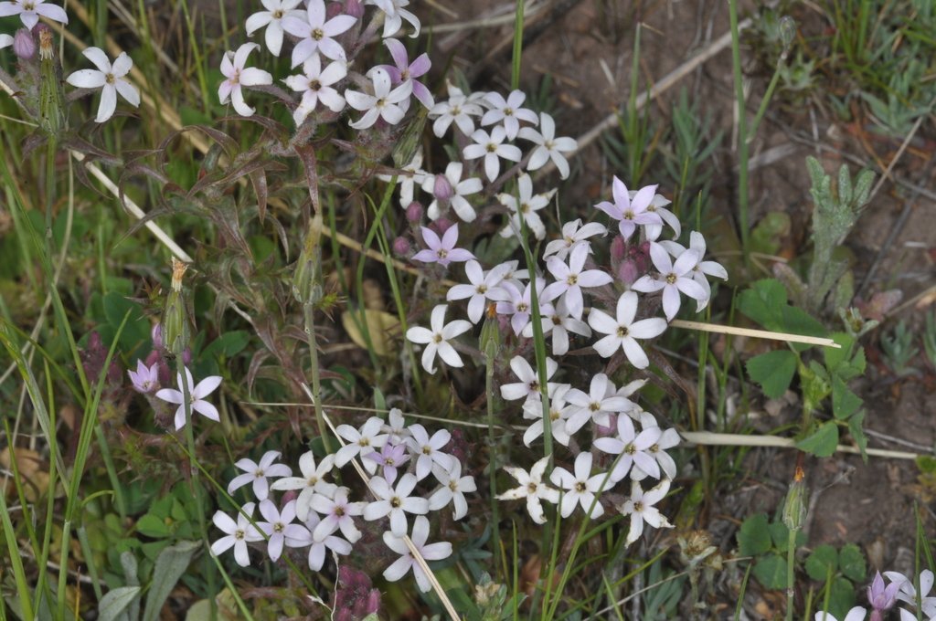 Arjona tuberosa var. tandilensis