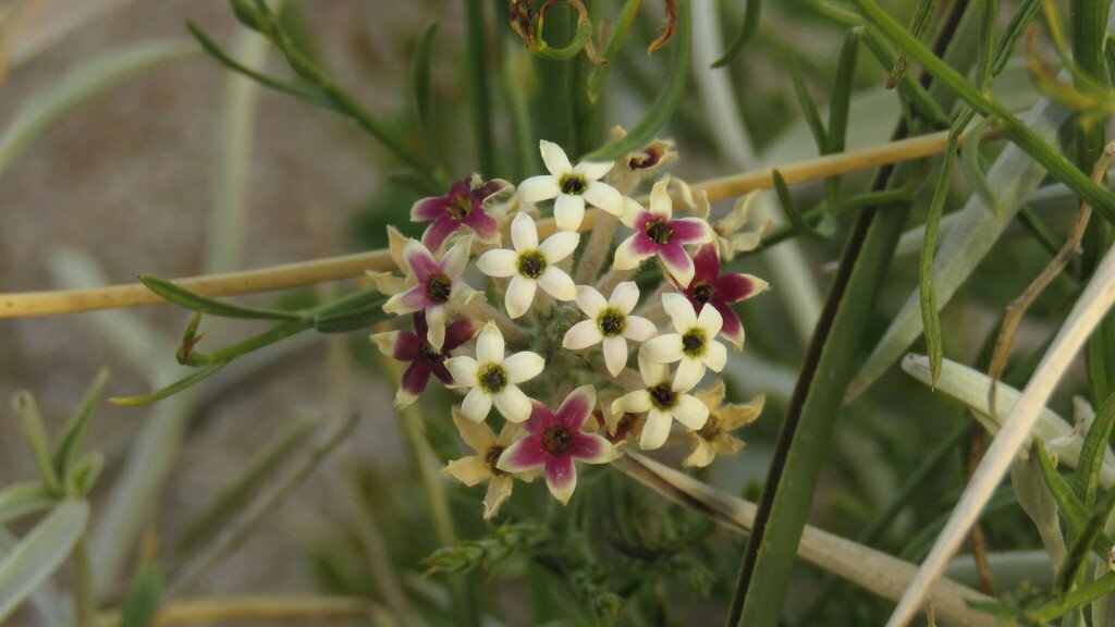 Arjona tuberosa var. tandilensis photograph 2