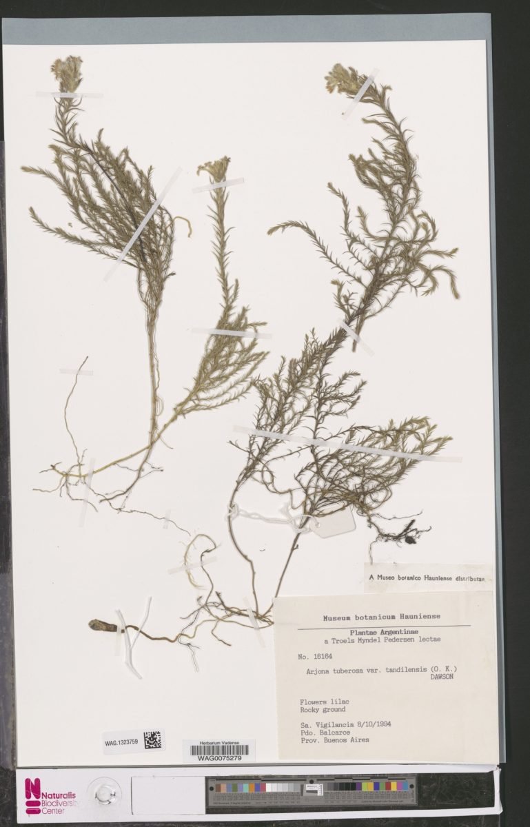 Arjona tuberosa var. tandilensis photograph 4