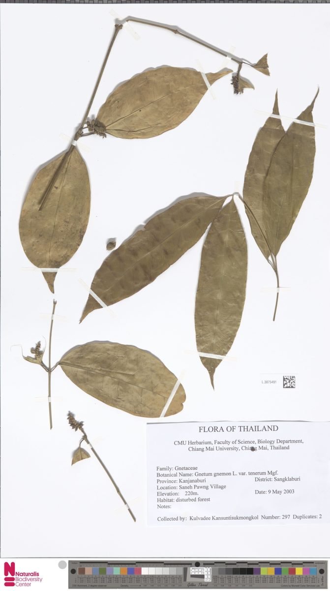 Gnetum gnemon var. tenerum