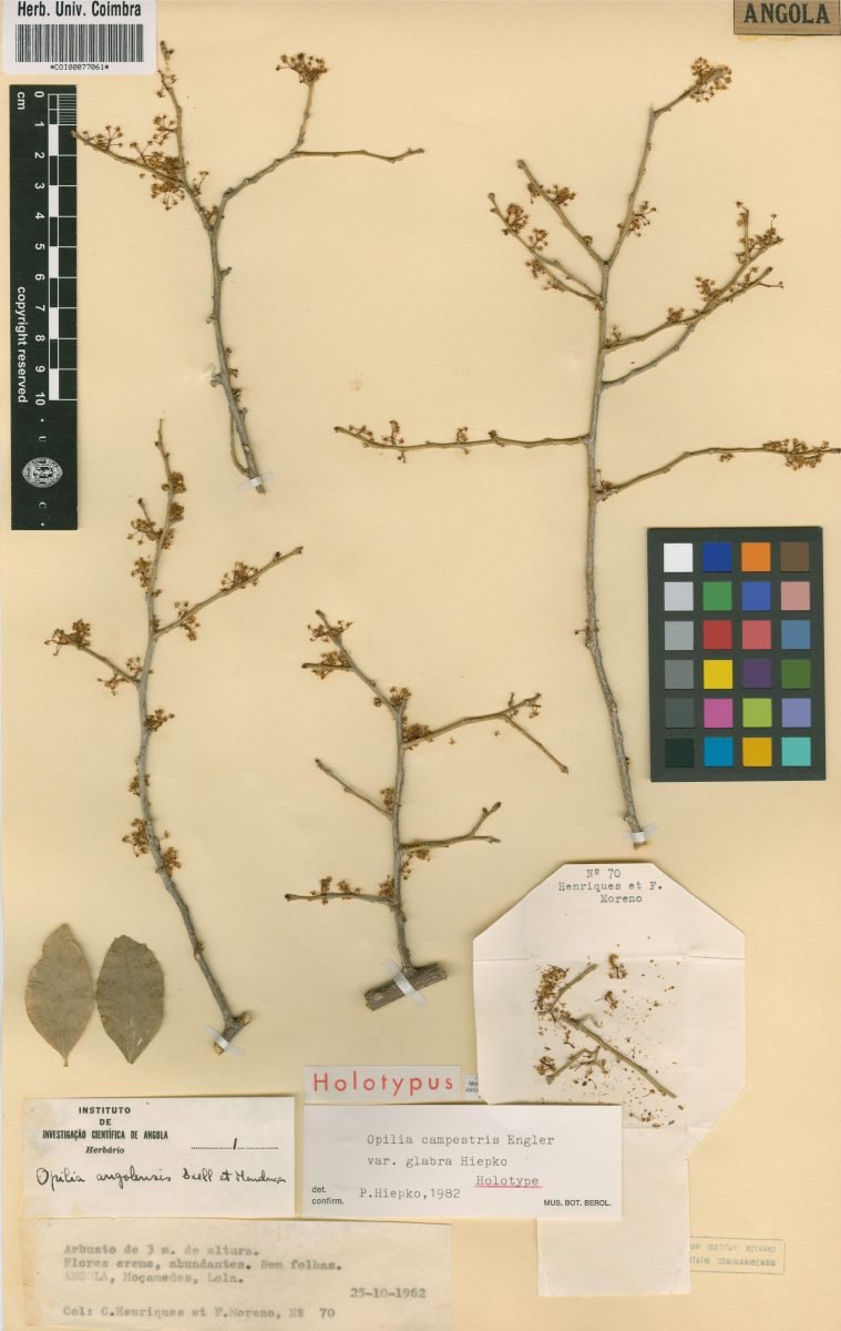 Opilia campestris var. glabra