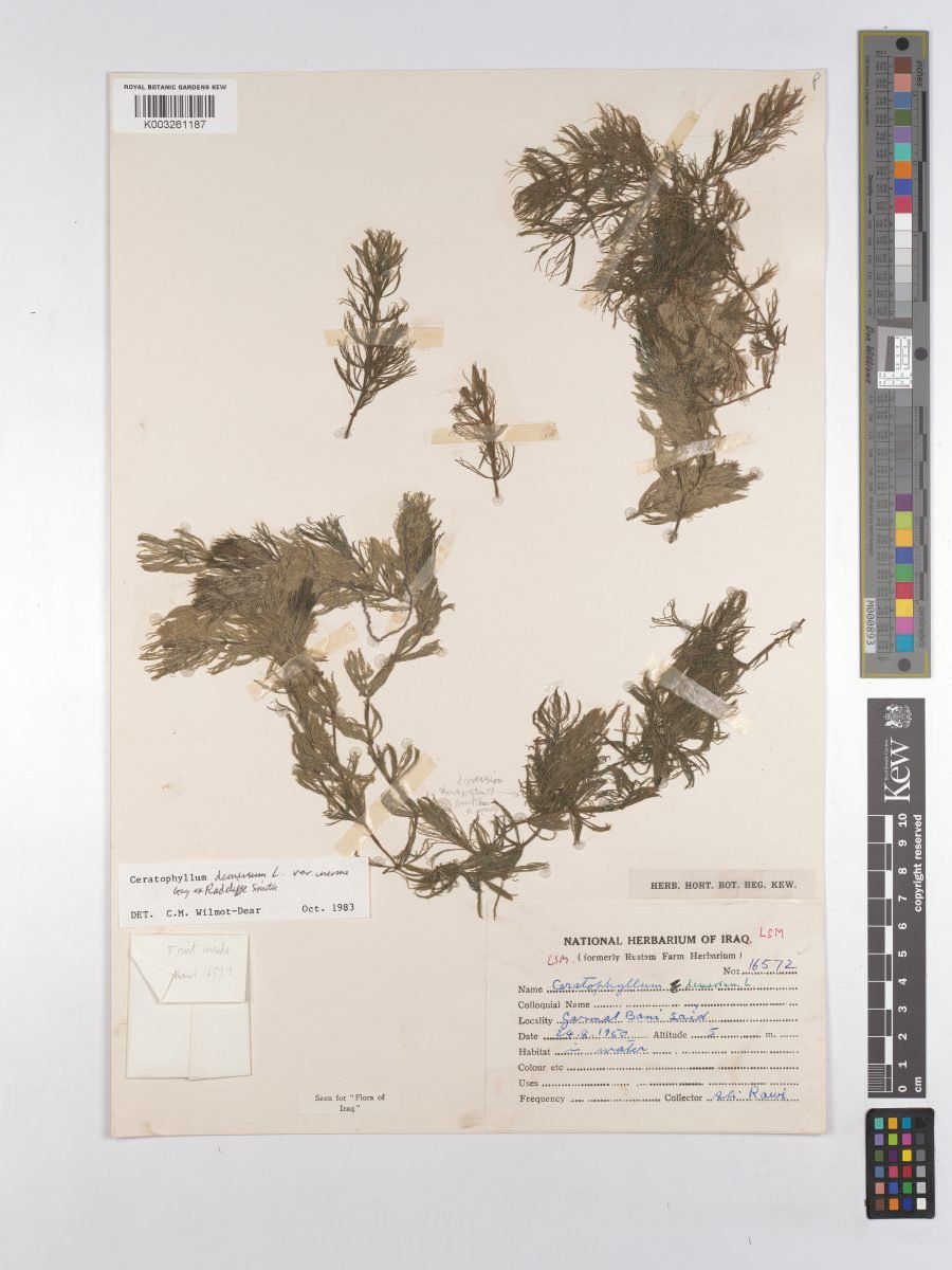 Ceratophyllum demersum var. inerme photograph 3