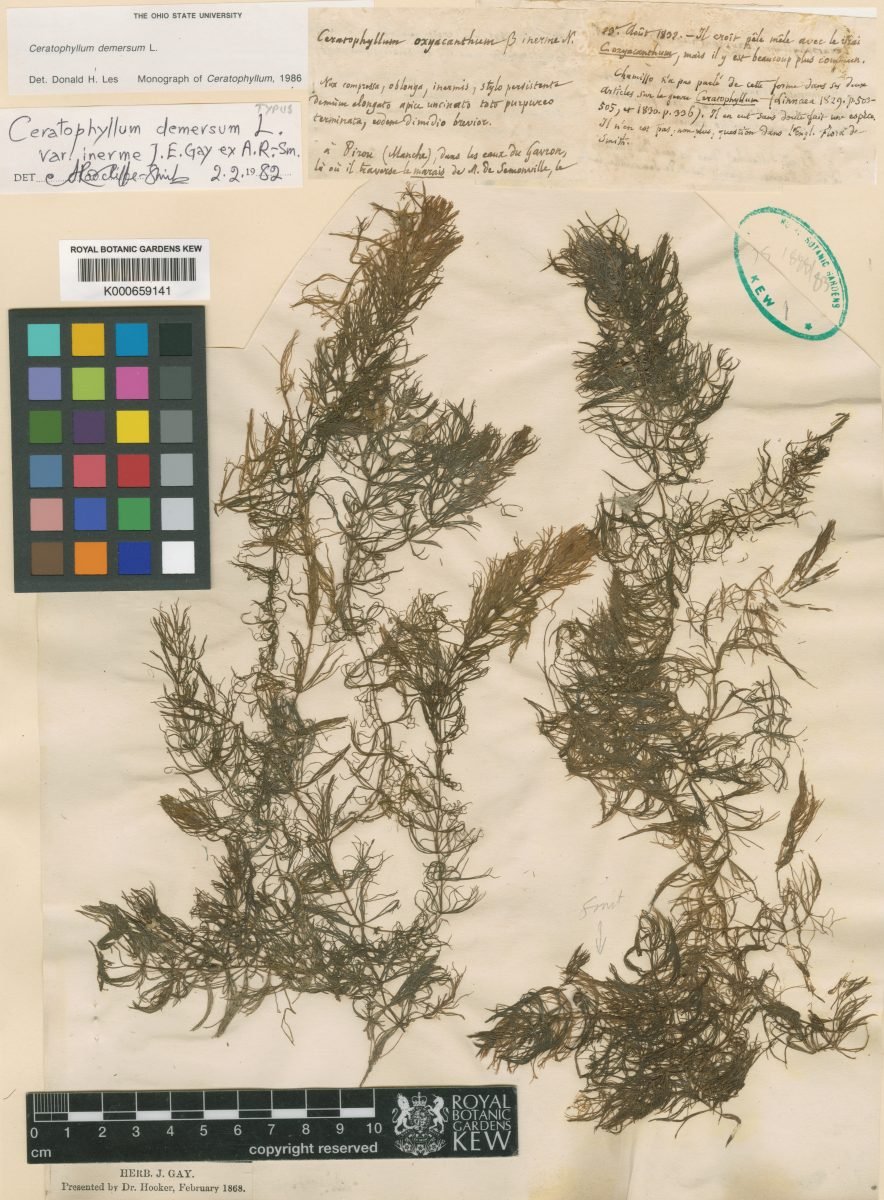 Ceratophyllum demersum var. inerme photograph 4