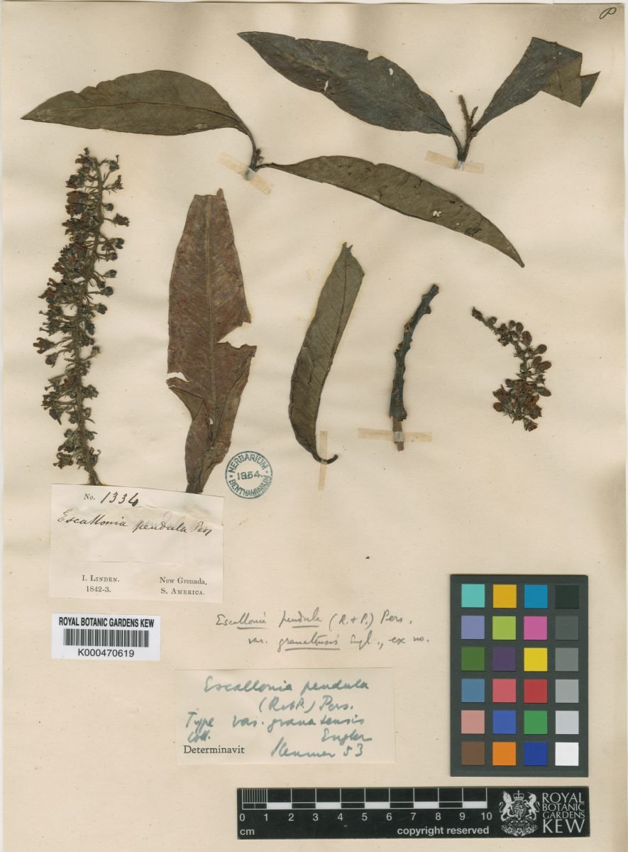 Escallonia pendula var. granatensis photograph 3