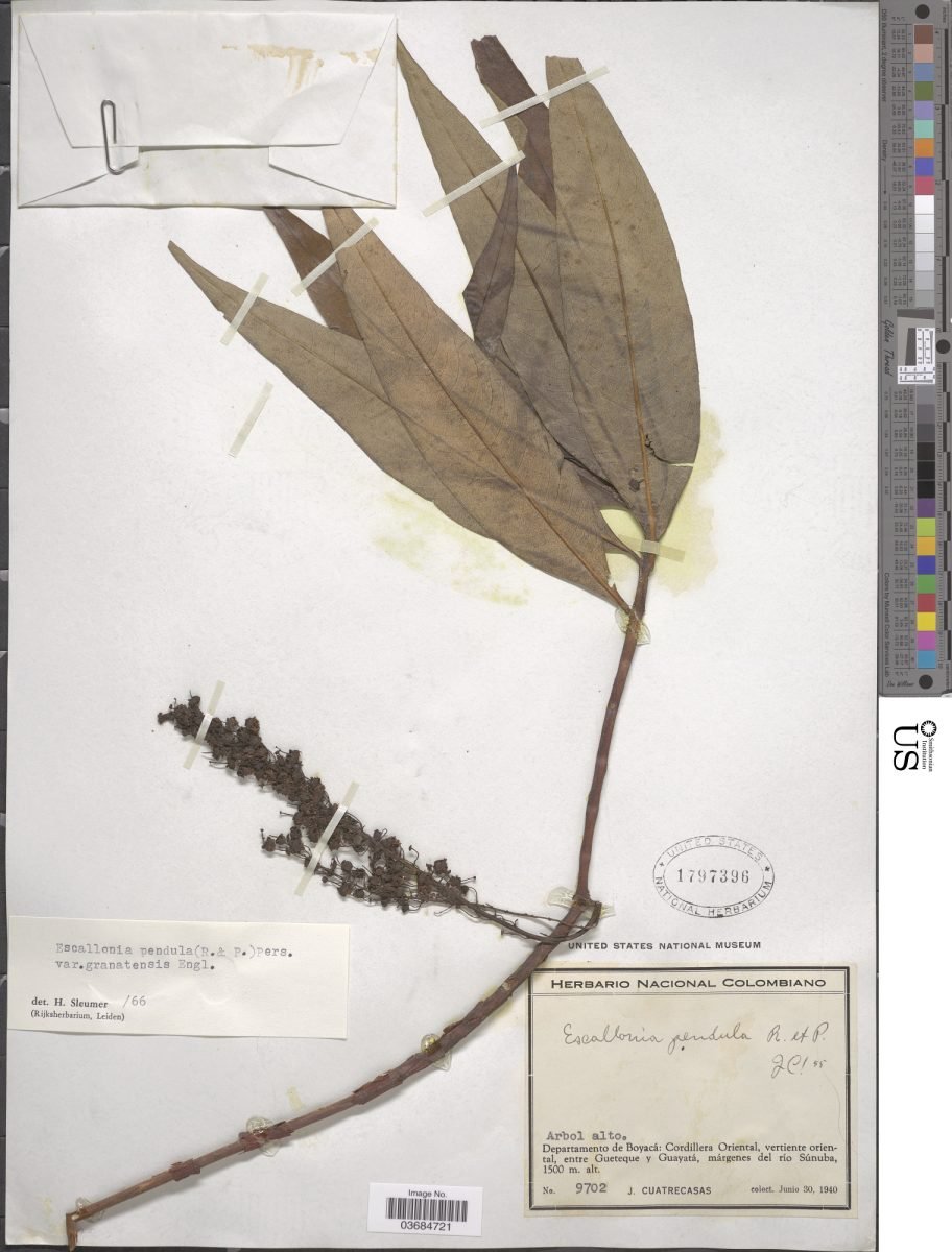 Escallonia pendula var. granatensis