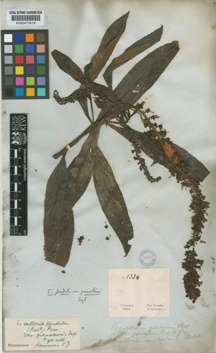 Escallonia pendula var. granatensis photograph 2