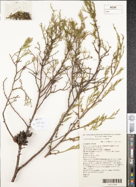 Callitris oblonga subsp. oblonga photograph 6