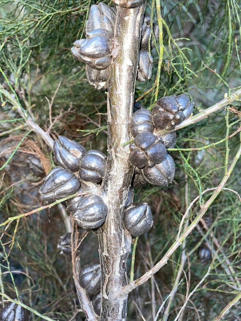 Callitris oblonga subsp. oblonga photograph 3