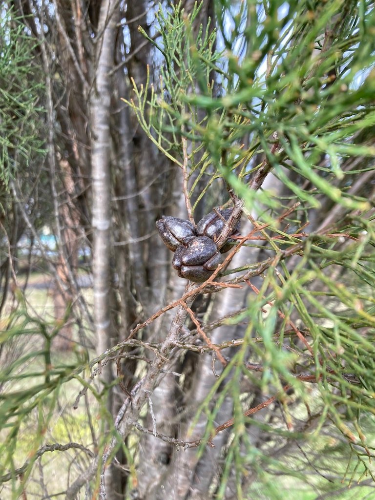 Callitris oblonga subsp. oblonga photograph 4