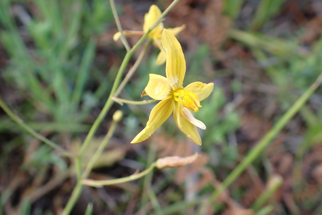 Cyanella lutea subsp. lutea photograph 5
