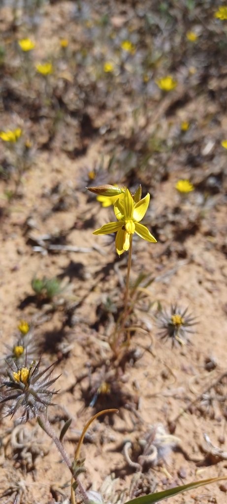 Cyanella lutea subsp. lutea