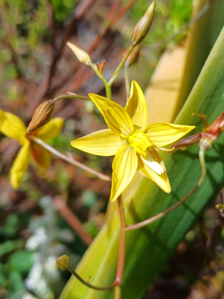 Cyanella lutea subsp. lutea photograph 4