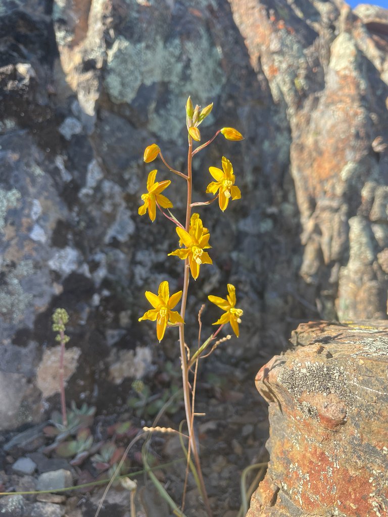 Cyanella lutea subsp. lutea photograph 6