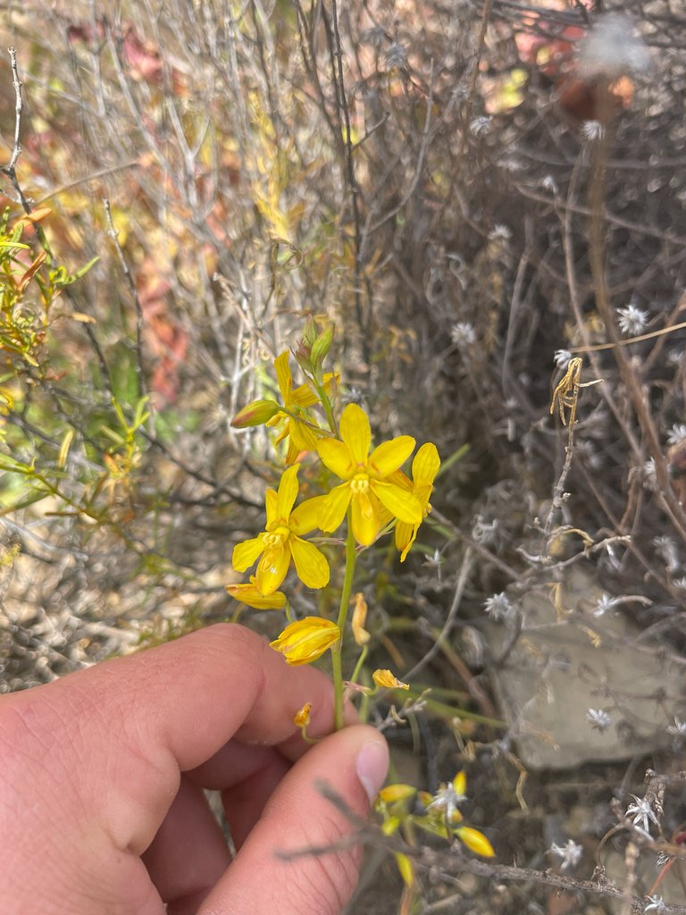 Cyanella lutea subsp. lutea photograph 3